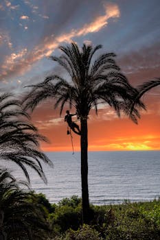 Silhouette of a man climbing a palm tree at dramatic sunset, Guardamar beach.